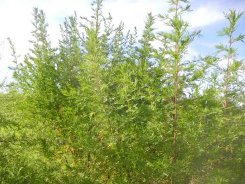Artemisia_annua bio direkt vom tannacker, wächst bei uns unter freiem Himmel, nachhaltig und rein. 